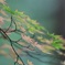 葉っぱさん