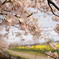 桜の道