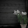 Lily / 静寂