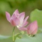 ハスの花＊∂