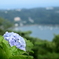 紫陽花-寝姿山にて-