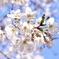 咲きはじめ。　その1