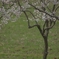 桜に集う動物たち（猫編）