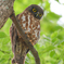 アオバズク親