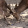 DEER2