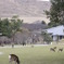 DEER3