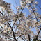cherry2