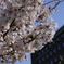 cherry3