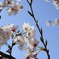 cherry4