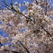 cherry5