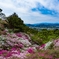 皿山公園のツツジ