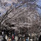 仰桜