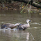 ducks, jet-couple