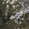 花鳥揺水