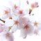 桜2011_2