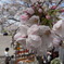 桜まつり