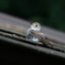 日向ぼっこするコサメビタキ成鳥