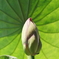 ハスの蕾