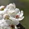 まめなしの花