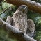 オオタカ幼鳥さん