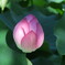 蓮の花