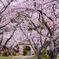 桜トンネル　円応寺参道