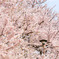 わさーっと桜