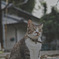 夕涼み