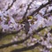 ミノムシの花見