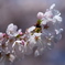 桜135F1.8
