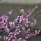 水戸市偕楽園