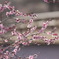 水戸市偕楽園