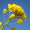 菜の花と空
