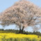 馬場の山桜