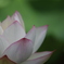 花　その221