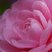 2011041003_K5_MCR100_乙女椿
