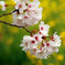 菜の花を背景に２
