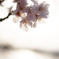 hana051