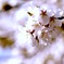 桜色