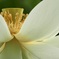 Nelumbo nucifera