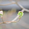 変わった蕾