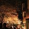 控えめな夜桜