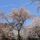 老桜