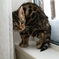 やっぱり子猫だ