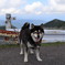 柴犬
