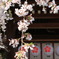 枝垂れ桜