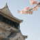 桜と小倉城