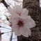 大阪城　桜