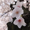 大阪城　桜