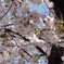 大阪城　桜
